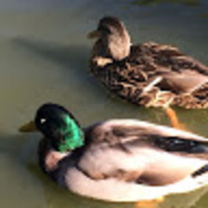 Meet your Posher, K.m.